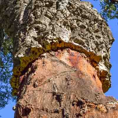 О пробке 4 Девственная пробка